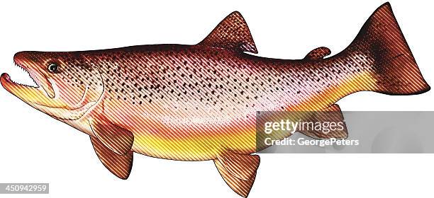 brown trout isolated on white - brown trout stock illustrations