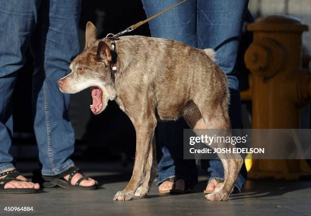 Quassi Moddo Quasi Modo Photos and Premium High Res Pictures - Getty Images