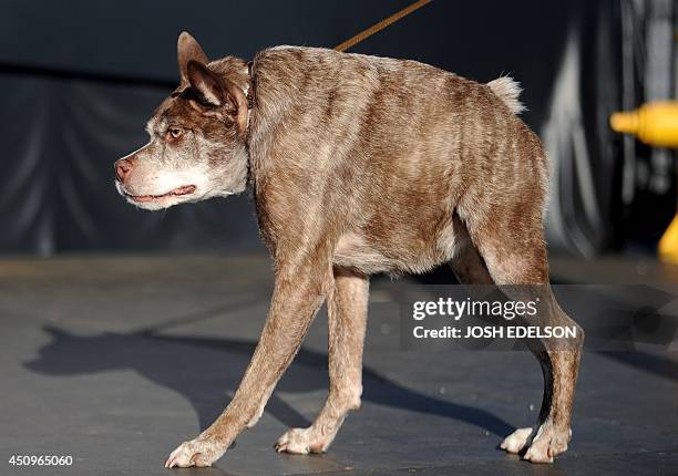 Quassi Moddo 19 Quasi Modo Stock Photos, High-Res Pictures, and Images - Getty Images