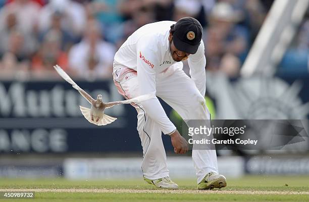 Dimuth Karunaratne of Sri Lanka chases a pigeon from the pitch during day two of 2nd Investec Test match between England and Sri Lanka at Headingley...