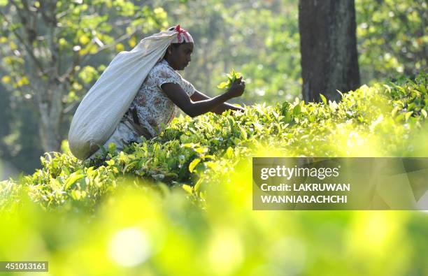 Sri Lankan tea picker works on a plantation in the central town of Kandy on November 21, 2013. The International Monetary Fund expects growth for the...