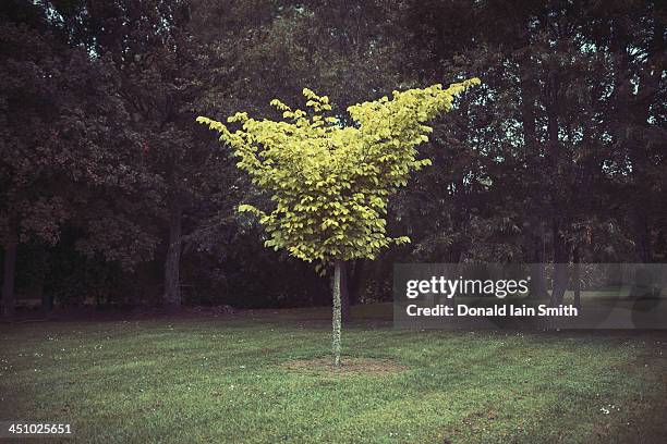 solitary tree - sapling fotografías e imágenes de stock