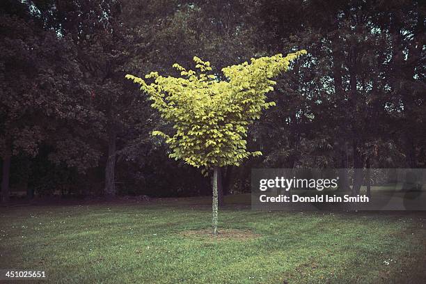 solitary tree - jong boompje stockfoto's en -beelden