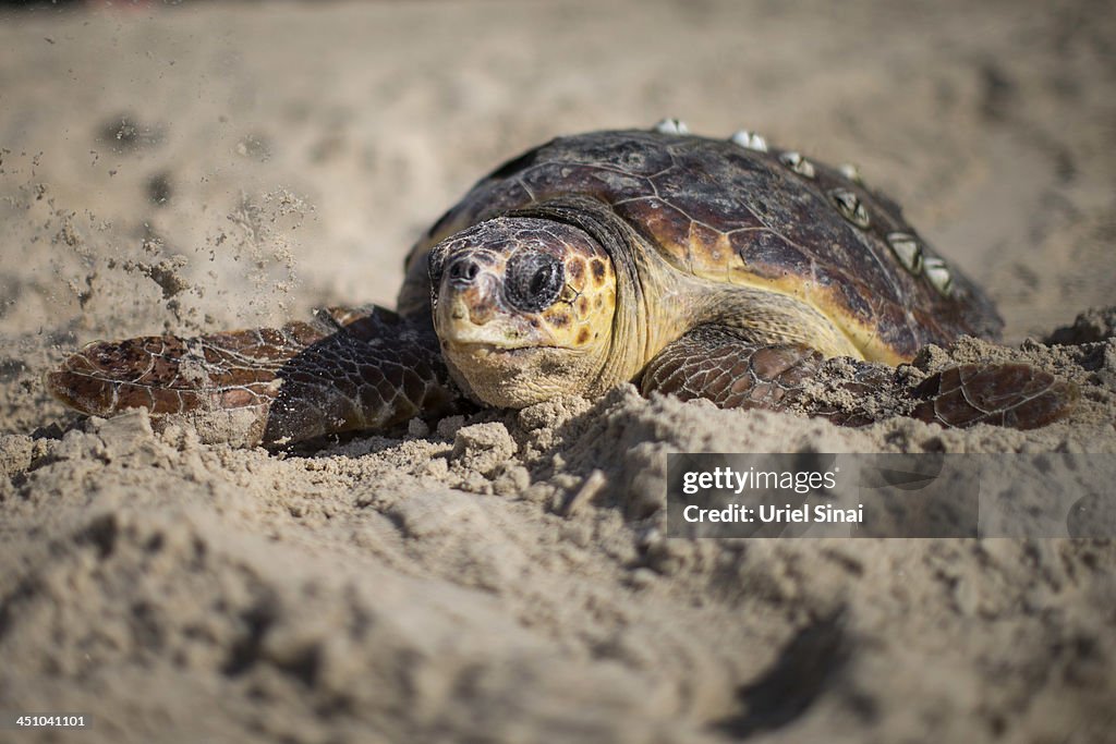 Sea Turtles Freed Back To Nature