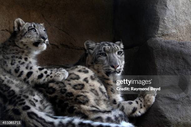 Baby and mother Snow Leopard, at Brookfield Zoo in Brookfield, Illinois on NOVEMBER 14, 2013.