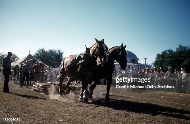 35,436 Clydesdale Horse Photos & High Res Pictures - Getty Images