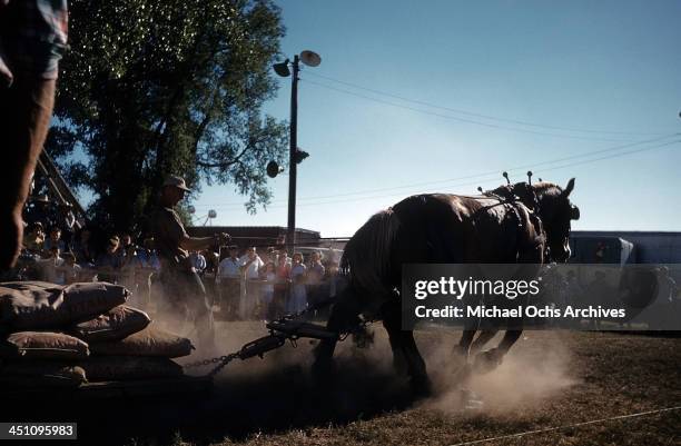 35,436 Clydesdale Horse Photos & High Res Pictures - Getty Images