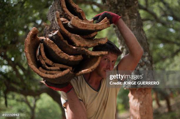 Worker carries bark from a cork oak in a forest in Cortes de la Frontera on June 23, 2014. AFP PHOTO / JORGE GUERRERO