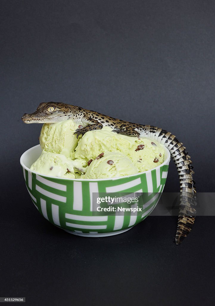 Baby Crocodile On Bowl Of Ice-Cream In Darwin