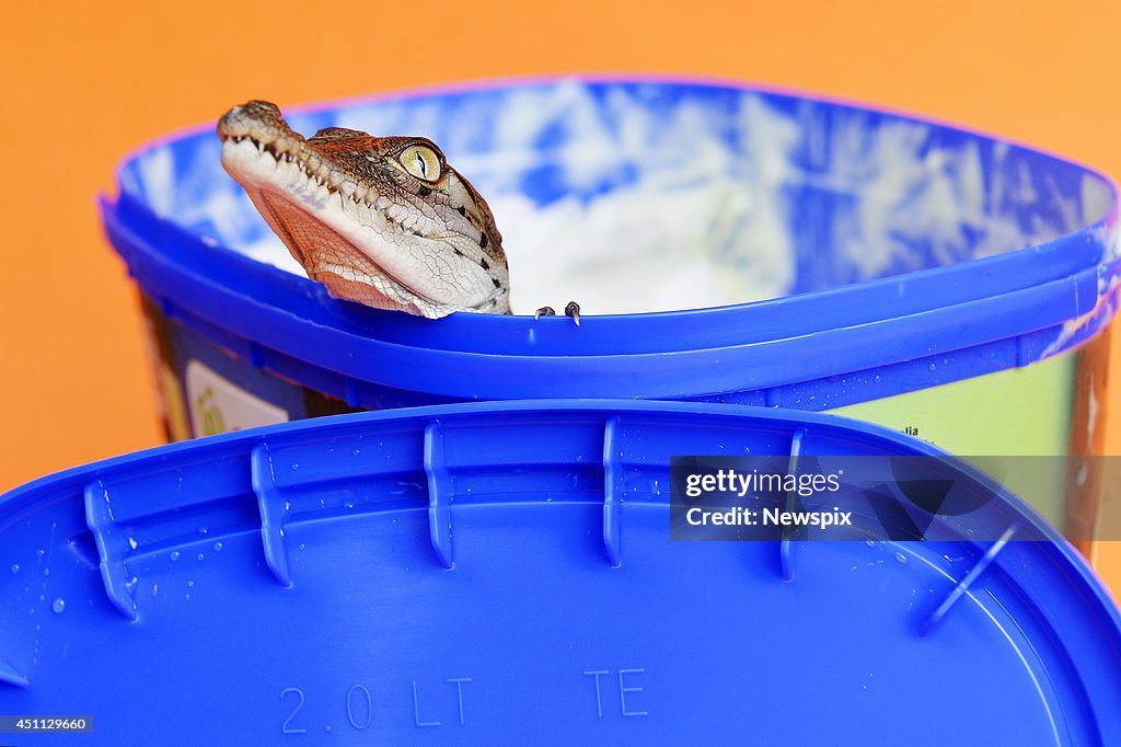 Baby Crocodile On Bowl Of Ice-Cream In Darwin