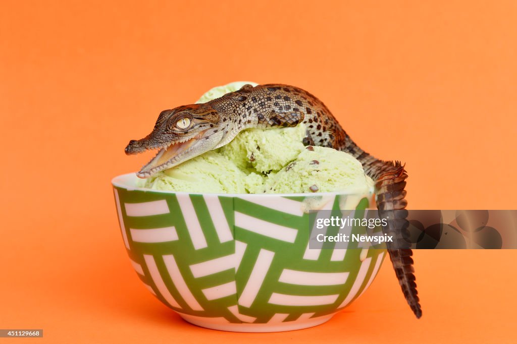 Baby Crocodile On Bowl Of Ice-Cream In Darwin