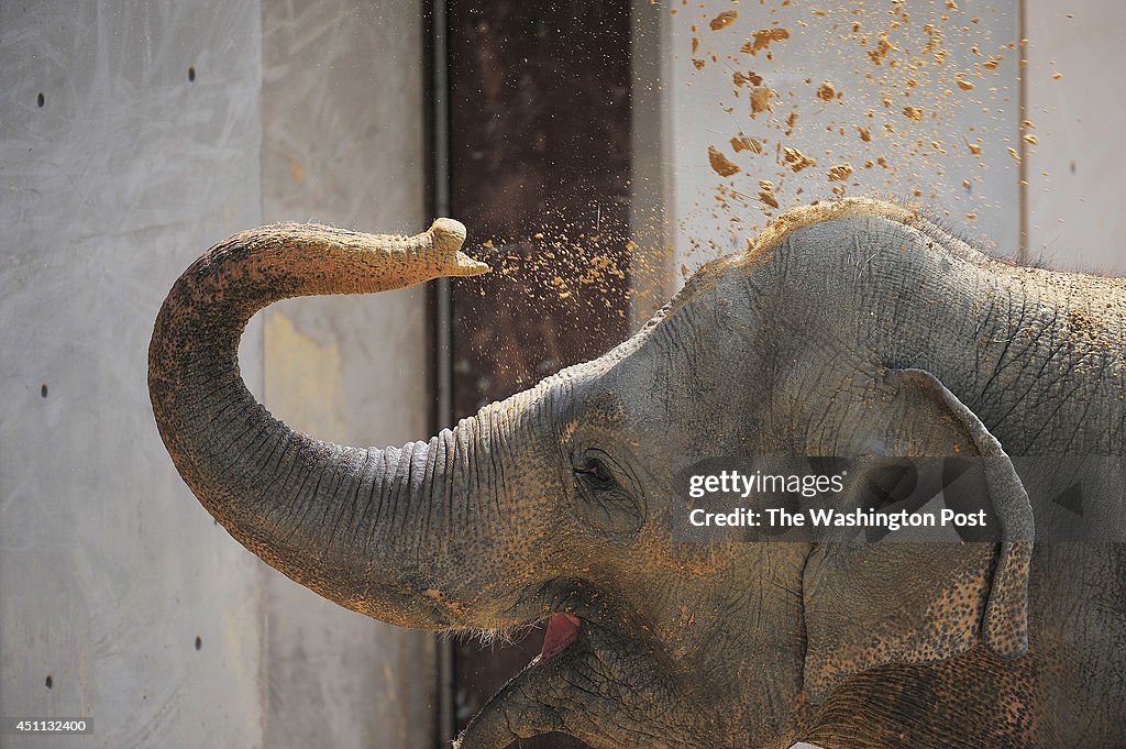 New Asian elephants at the Smithsonian National Zoological Park - Washington, DC