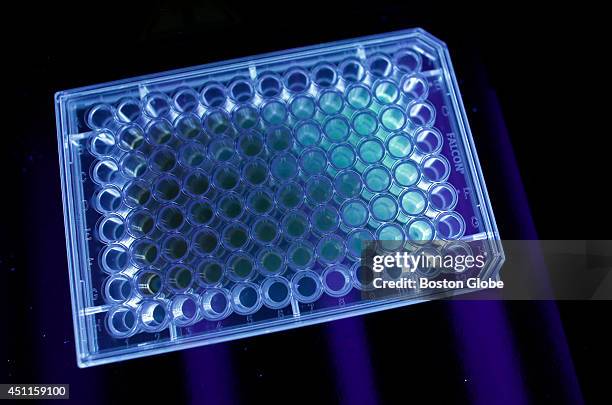 Scientist uses a 96-well plate to test different concentrations of nano particle treatment for antibiotic resistant bacteria inside the Egan Research...