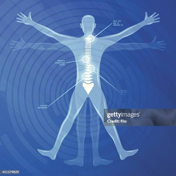 illustrazioni stock, clip art, cartoni animati e icone di tendenza di illustrazione della colonna vertebrale - dorso umano
