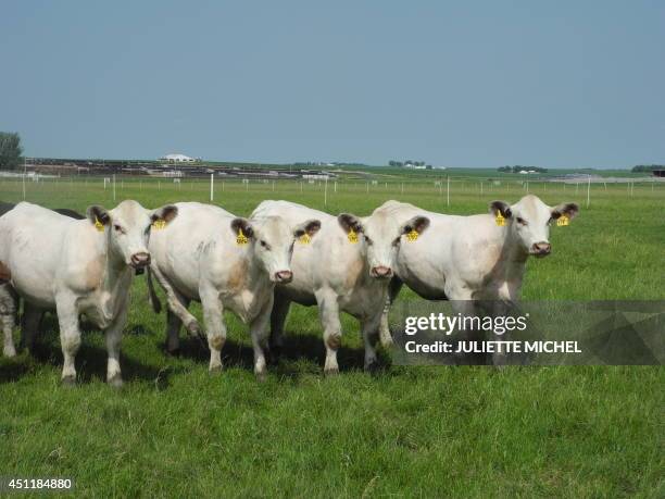 With AFP Story by Juliette MICHEL: US-agriculture-livestock-biotechnology-science Four white heifers, "genetic twin sisters" produced using cloning...