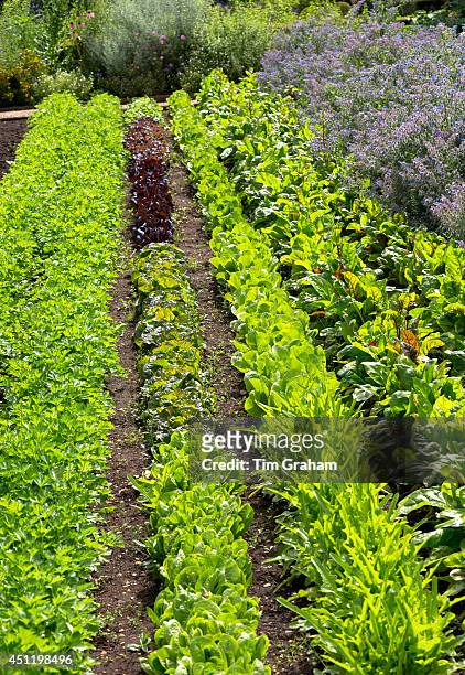 Lettuces and salad leaves at Raymond Blanc's organic vegetable and herb garden at Le Manor Aux Quat' Saisons in Oxfordshire, UK