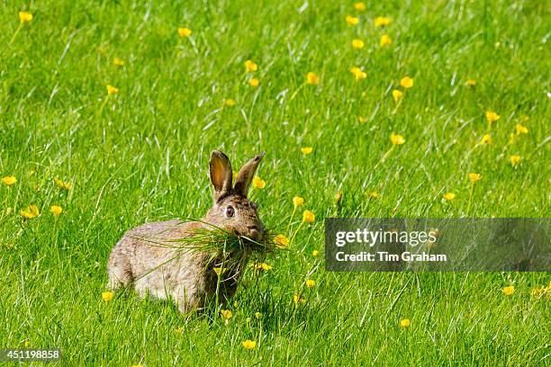 Wild Rabbit Britain 491 Wild Rabbits Uk Stock Photos, High-Res Pictures, and Images - Getty ...