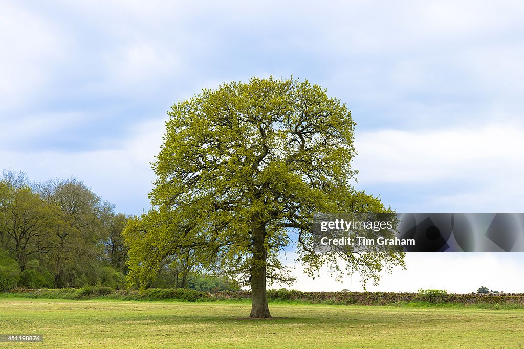 English Oak Tree in The Cotswolds, UK