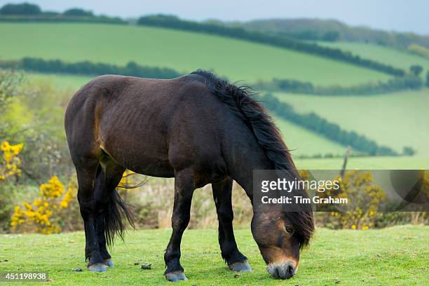 Male wild Exmoor pony, Equus caballus, grazing on moorland in Exmoor National Park, Somerset, United Kingdom