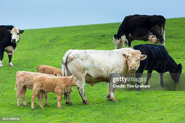 Bull with cows and calves, Bos primigenius, grazing in a herd on moorland in Exmoor National Park, Somerset, United Kingdom