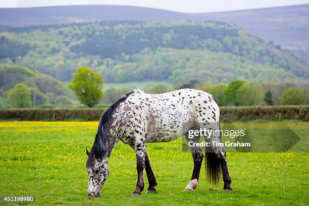 Roan coloured pony, Equus caballus, grazing in field of buttercups on Exmoor in Somerset, United Kingdom