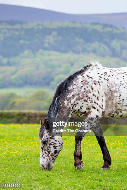 Roan coloured pony, Equus caballus, grazing in field of buttercups on Exmoor in Somerset, United Kingdom