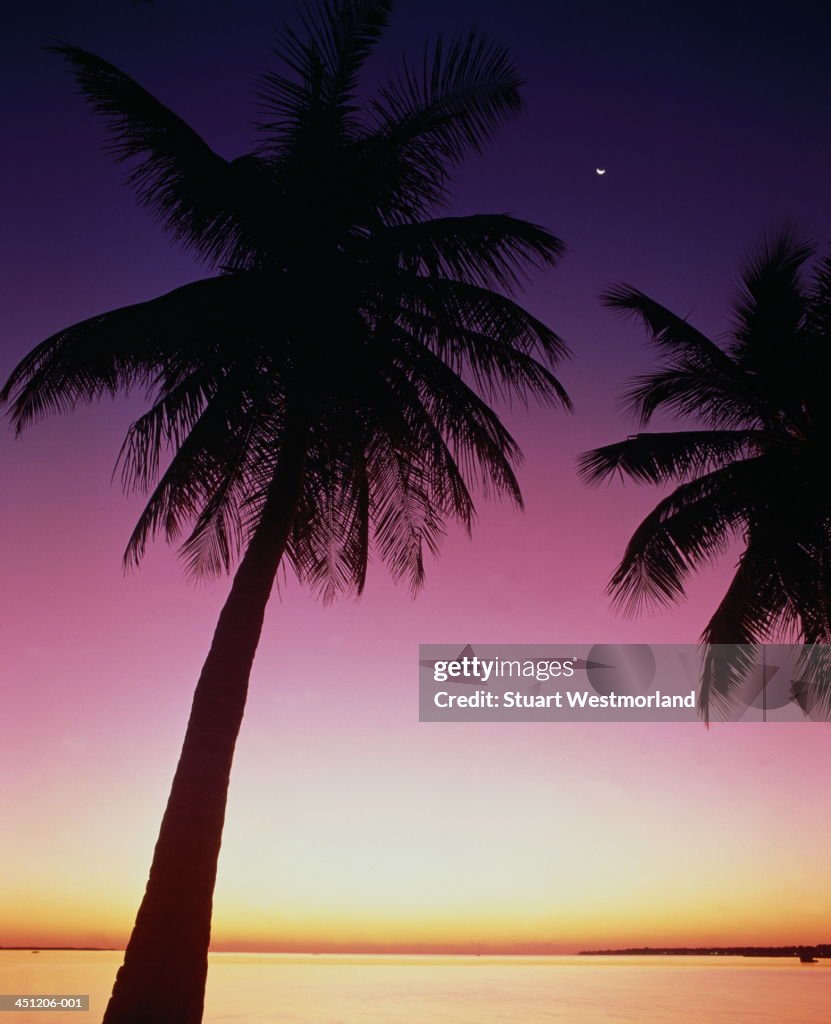 Palm trees silhouetted at sunrise