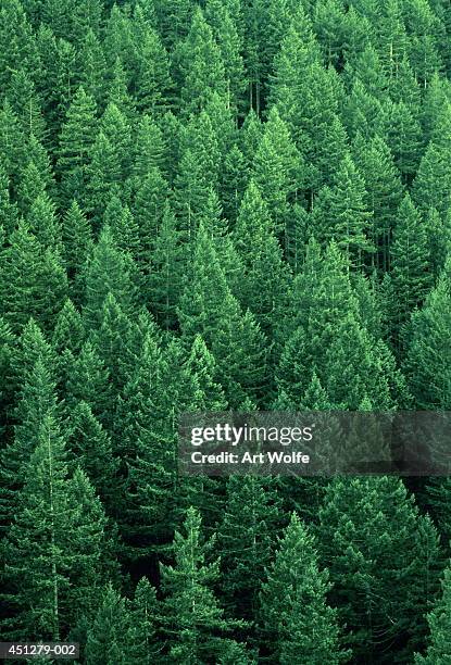 fir forest (abies sp.), washington, usa, full frame, aerial view - noroeste pacífico de los estados unidos fotografías e imágenes de stock