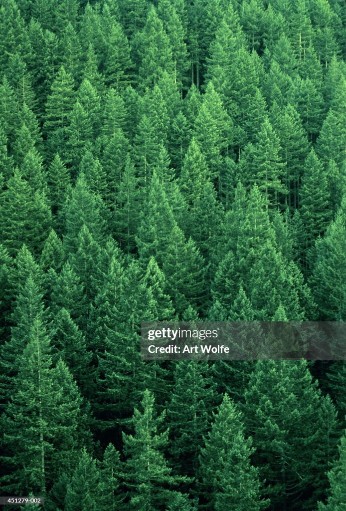 Fir forest (Abies sp.), Washington, USA, full frame, aerial view