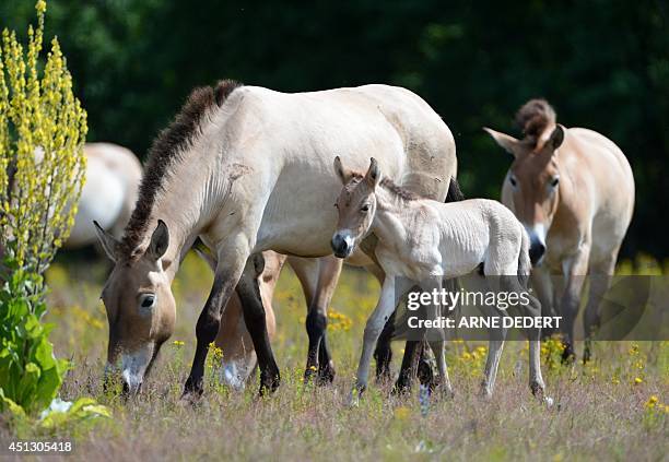 Przewalski's horse foal grazes with mare "Galinka" on a meadow at the former US military site "Campo Pond" in Hanau-Grossheim, western Germany on...