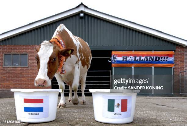 Cow named Sijtje walks towards a bucket bearing the Dutch flag at a farm in Middenbeemster, The Netherlands, on June 27, 2014. The cow, has joined a...