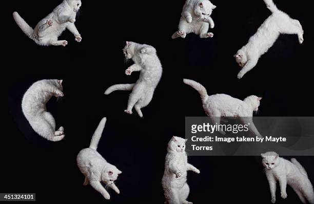 flying cats - cat jump stockfoto's en -beelden