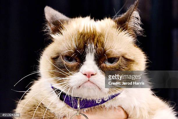 Grumpy Cat attends VidCon - Day 2 at Anaheim Convention Center on June 27, 2014 in Anaheim, California.