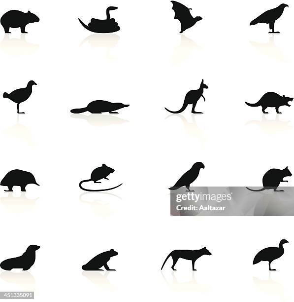vector set of tasmanian animal icons - quokka silhouette stock illustrations