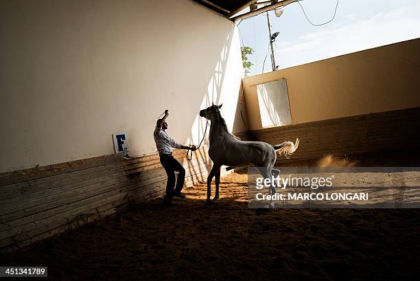 Palestinian groom and his horse rehearse before a competition for pure Arabian breed horses in the West bank city of Jericho on November 22, 2013....