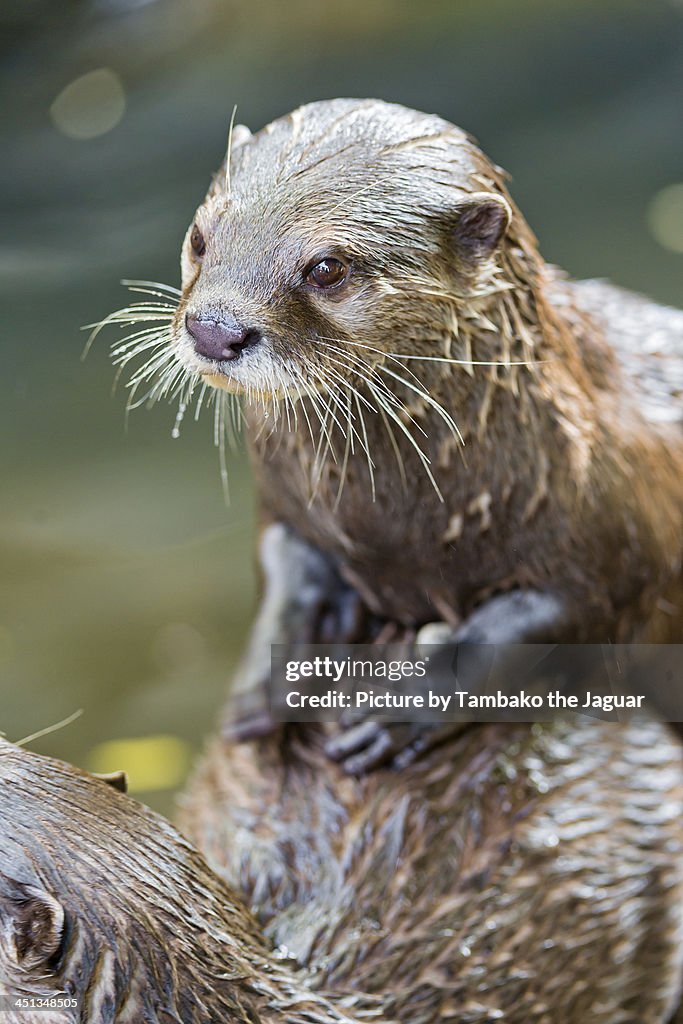 Otter posing on another one