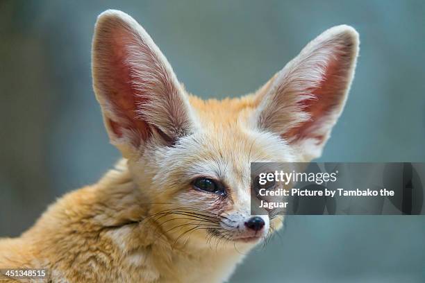 cute fennec portrait - animal ear stock pictures, royalty-free photos & images