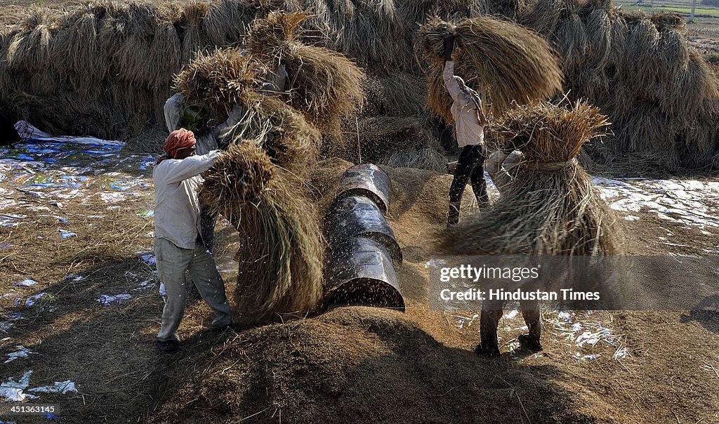 Villagers Thresh Paddy In Jammu