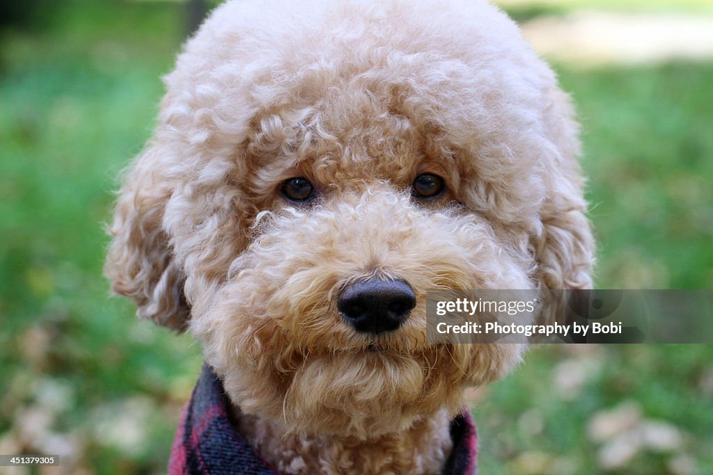 Lovely Poodle dog Smile for the Camera