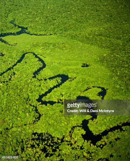 brazil, amazonas, tributary of amazon river, aerial view - amazon jungle photos et images de collection