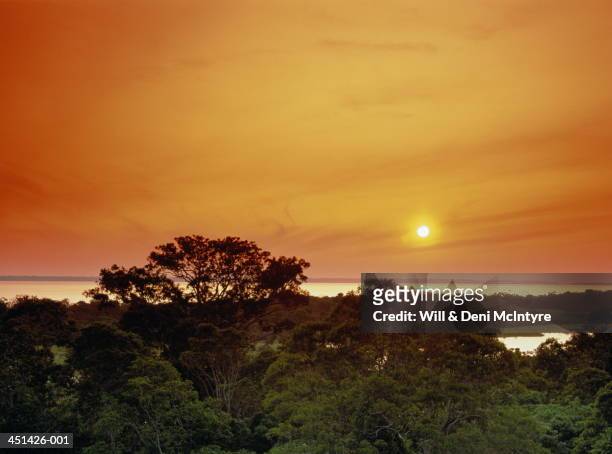 brazil, amazonas, rio negro and rainforest at sunset - estado del amazonas brasil fotografías e imágenes de stock