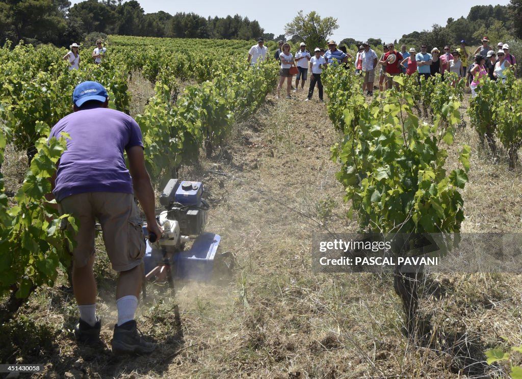 FRANCE-AGRICULTURE-ECONOMY-WINE