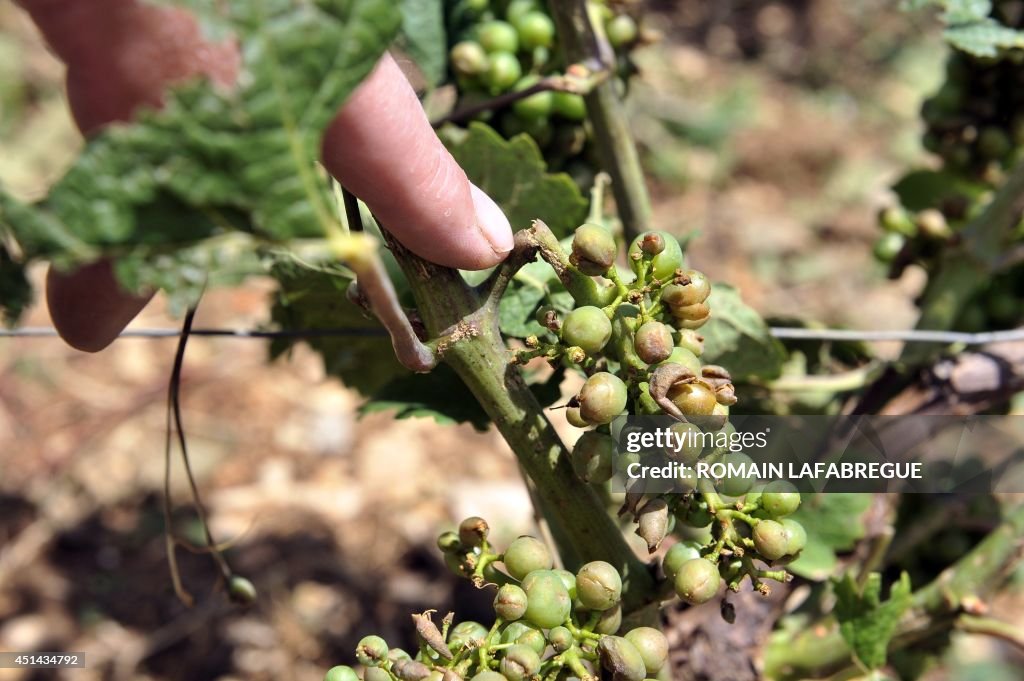 FRANCE-WEATHER-VITICULTURE