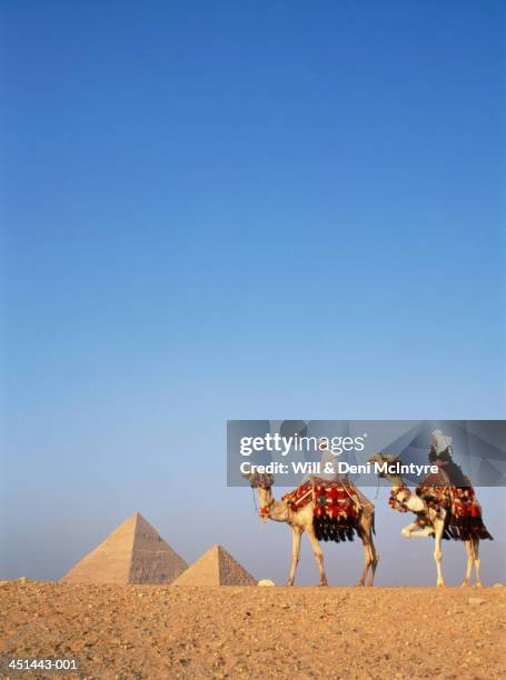 egypt, cairo, giza, tourists on camels in front of great pyramids - gizeh stockfoto's en -beelden