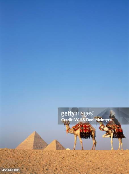 egypt, cairo, giza, tourists on camels in front of great pyramids - egyptian stock pictures, royalty-free photos & images