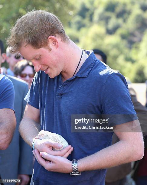 Prince Harry holds an albino African pygmy hedgehog during a visit to an outdoor centre on June 29, 2014 in Antaeaya, Chile. Prince Harry is on the...