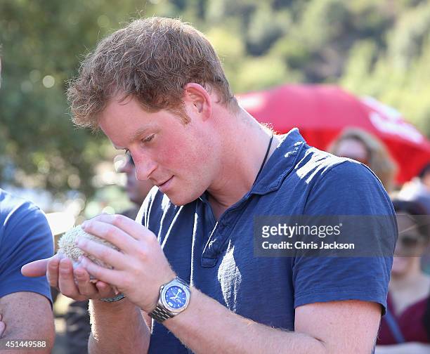 Prince Harry holds an albino African pygmy hedgehog during a visit to an outdoor centre on June 29, 2014 in Antaeaya, Chile. Prince Harry is on the...