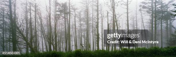 acid rain damage mt. mitchell, north carolina, usa - acid rain stock pictures, royalty-free photos & images