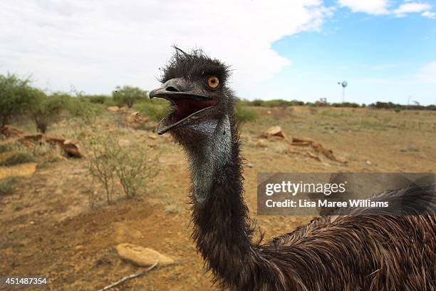 Emu fondly named 'Stan' is seen during a water run, abandoned just after hatching he was found while mustering on a neighbouring property and was...
