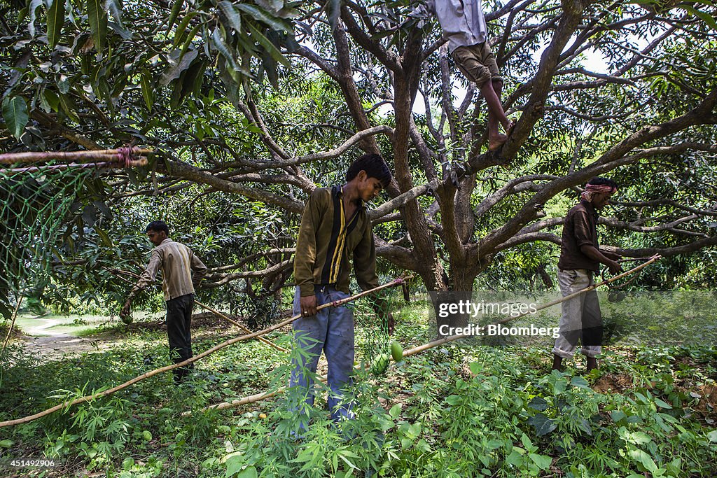 Mango Harvest And Sale As Modi Looks To Reform State Controlled Market